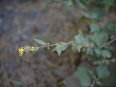 Triumfetta pentandra