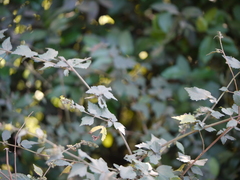 Triumfetta pentandra