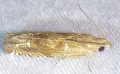 Eucosma mormonensis
