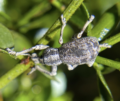 iNaturalist observation photo of Ophryastes