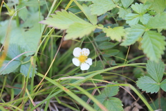Fragaria orientalis