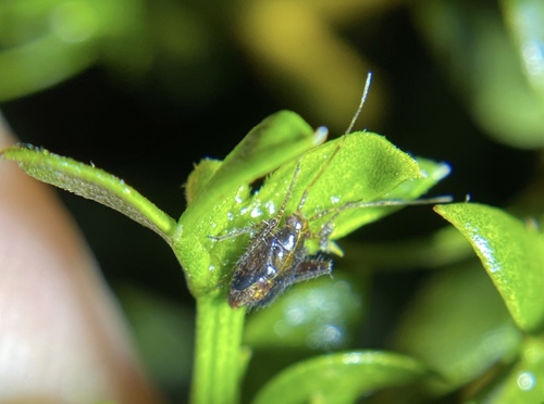 iNaturalist observation photo of Phytocoris