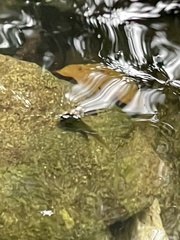 Mixophyes carbinensis