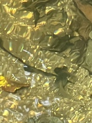 Mixophyes carbinensis