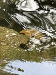 Mixophyes carbinensis