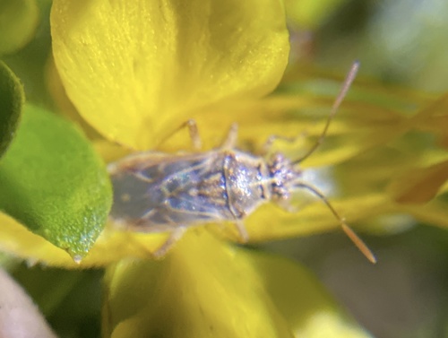iNaturalist observation photo of True Bugs