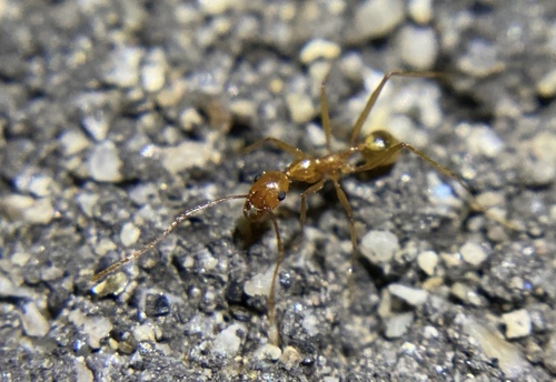 iNaturalist observation photo of Vista Big-headed Ant