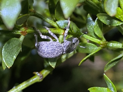 iNaturalist observation photo of Ophryastes