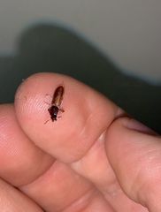 Clivina basalis
