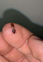 Clivina basalis