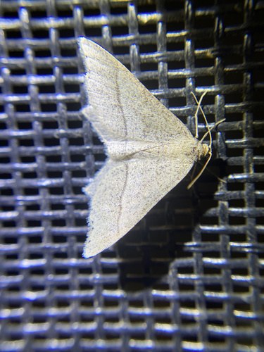 iNaturalist observation photo of Eusarca