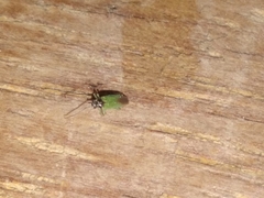 Cyrtorhinus lividipennis