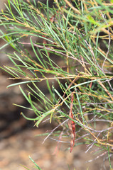 Acacia euthycarpa euthycarpa