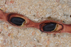 Acacia euthycarpa euthycarpa