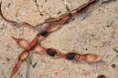 Acacia euthycarpa euthycarpa