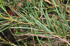 Acacia euthycarpa euthycarpa