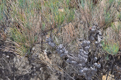 Allocasuarina pusilla
