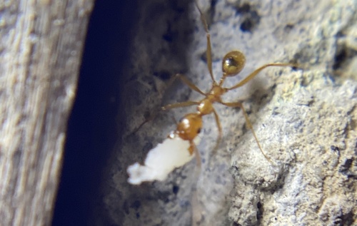 iNaturalist observation photo of Big-headed Ants