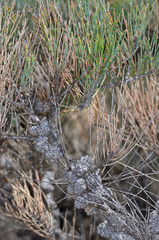 Allocasuarina pusilla