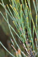 Allocasuarina pusilla