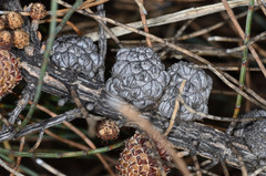 Allocasuarina pusilla
