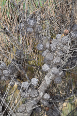 Allocasuarina pusilla