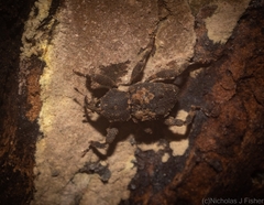 Methidrysis afflicta