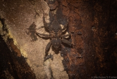 Methidrysis afflicta