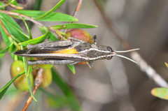 Apotropis vittata
