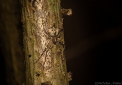 Tamopsis brachycauda