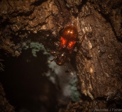 Apteropilo humerofuscus