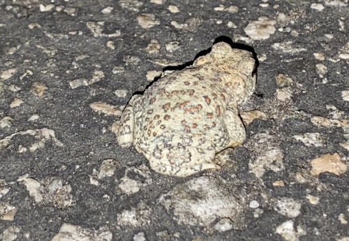 iNaturalist observation photo of Red-spotted Toad