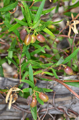 Billardiera cymosa