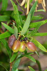 Billardiera cymosa