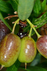 Billardiera cymosa