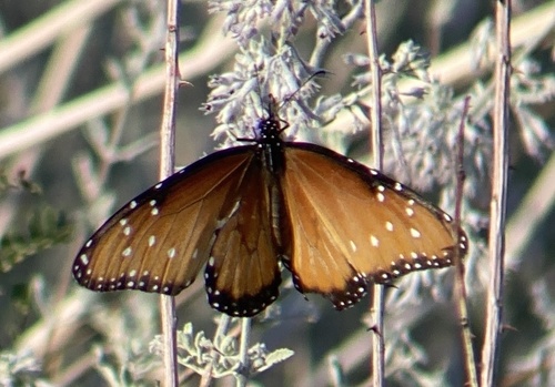 iNaturalist observation photo of Queen