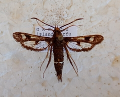 Pyropteron umbrifera