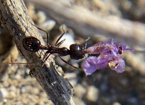 iNaturalist observation photo of Black Harvester Ant