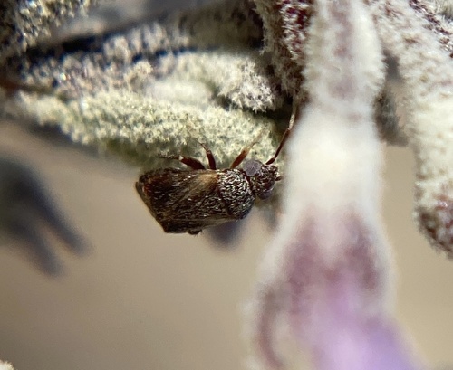 iNaturalist observation photo of Western Plant Bug