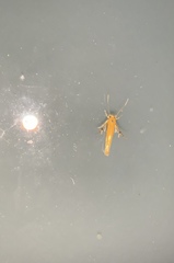 Stathmopoda skelloni