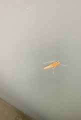 Stathmopoda skelloni