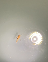 Stathmopoda skelloni