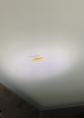 Stathmopoda skelloni