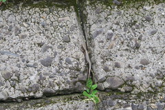 Plestiodon japonicus