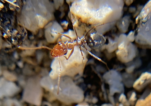 iNaturalist observation photo of North American Honeypot Ants