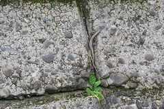 Plestiodon japonicus