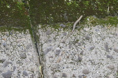 Plestiodon japonicus