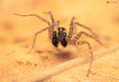 Pardosa crassipalpis