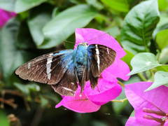 Astraptes fulgerator azul