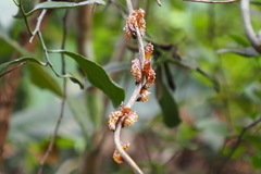 Delias pasithoe